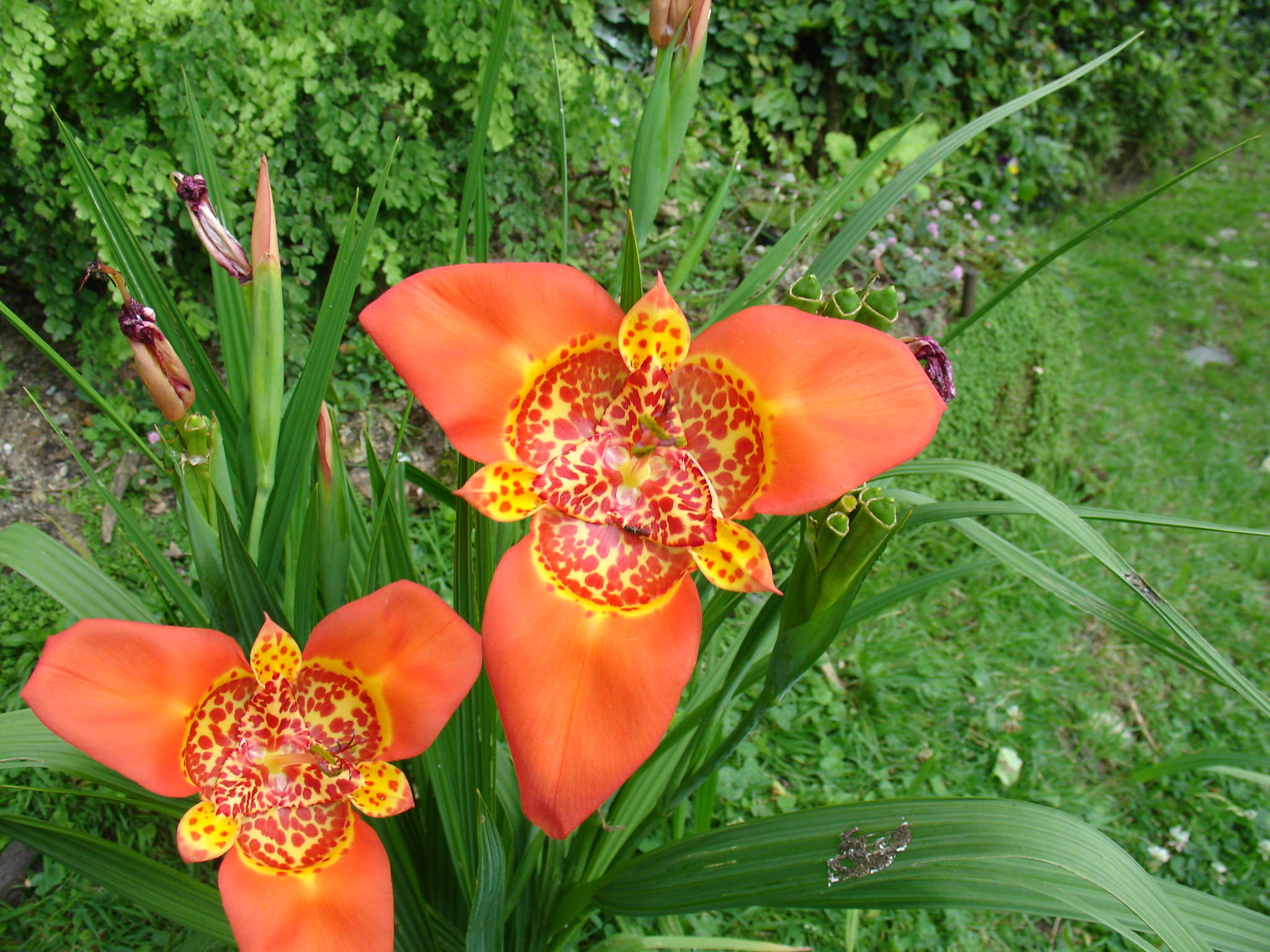 Tigridia pavonia